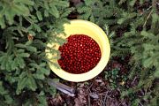 Preiselbeeren