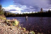 Fly-fishing within Ljungan
