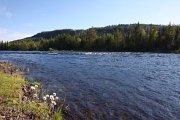 Fly-fishing in the rivers of Jämtland/Sweden
