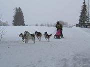 Sled dog race in sarna