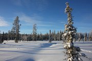 Cross country skiing in Jämtland/Sweden