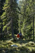 Walking-tour in Swedish virgin woods