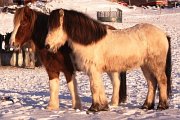 Reiten in Jmtland
