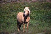 Reiten im Fjll