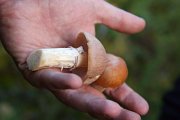 Mushrooms in the forest: the gypsy mushroom