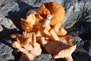 Delicate edible mushroom: tooth fungi