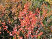Dwarf birch