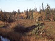 Spruce forest