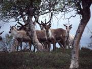 Reindeer in the mountains