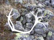 Geweih von einem Rentier