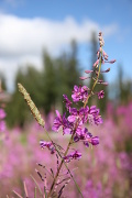 Typical summerflower