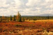 Herbstliche Berge und Hochmoore