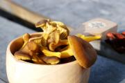Pilze und Pfifferlinge finden